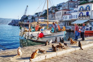 Cats smelling fish